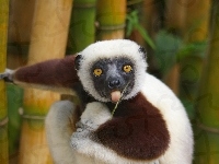 Trawka, Lemur, Bambus