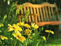 Ławka, Żółte, Kwiaty, Letni Deszcz