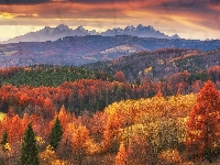 Chmury, Las, Góry Lewockie, Drzewa, Słowacja, Jesień