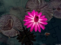 Lilia wodna, Kwiat, Liście