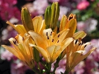 Lilie, Żółte, Kwiaty, Ogród