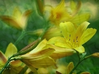 Żółte, Liliowce, Kwiaty