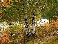 Liście, Rzeka, Brzozy, Jesień