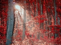 Liście, Drzewa, Słońca, Las, Czerwone, Promienie