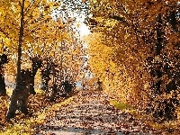 Droga, Liście, Cień, Opadłe, Jesień, Drzewa, Światło