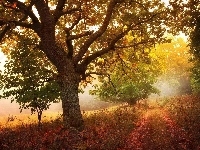 Liście, Jesień, Droga, Drzewa, Mgła