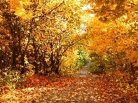 Liście, Droga, Drzewa, Jesień