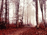 Liście, Ścieżka, Jesień, Drzewa, Mgła