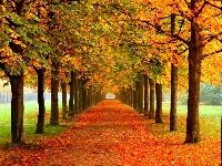Liście, Jesień, Kolorowe, Drzewa, Park