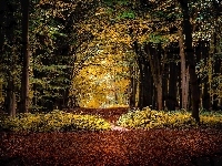 Liście, Jesień, Las, Drzewa, Ścieżka