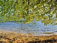 Liście, Jezioro, Gałęzie, Drzewa