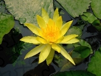 Liście, Żółty, Kwiat, Lilia wodna