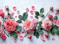 Kwiaty, Liście, Róże, Tło, Jasne