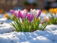 Liście, Krokusy, Śnieg