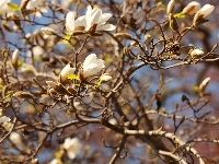 Białe, Magnolia, Kwiaty