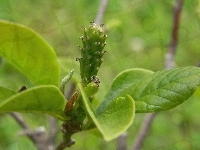 Magnolia, Owoc