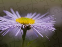 Aster, Kwiat, Fioletowy, Makro