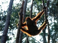 orangutan, Małpa, drzewa