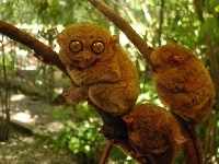 Małpki, Małe, Bohol Tarsier