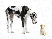 Mały, Dog, Niemiecki, Piesek