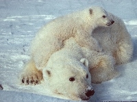 Mama, Lód, Niedźwiedź, Polarny, Mały