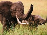 Słoń, Mama, Młode