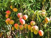 Na, Mango, Drzewie
