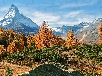 Matterhorn, Góra, Szwajcaria, Alpy Penińskie, Drzewa, Modrzewie, Rośliny, Szczyt, Żółte