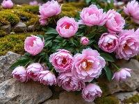 Kamienie, Różowe, Piwonie, Mech