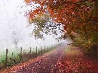 Mgła, Droga, Drzewa, Jesień