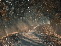 Mgła, Przebijające Światło, Droga, Drzewa, Jesień