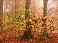 Mgła, Liście, Jesień, Las, Drzewa