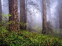 Kalifornia, Sekwoje, Mgła, Park Narodowy Redwood, Drzewa, Stany Zjednoczone, Las, Paprocie