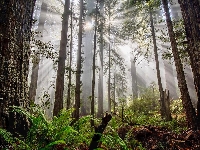 Las, Paprocie, Drzewa, Mgła, Przebijające światło
