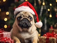 Mops, Prezenty, Święty Mikołaj, Pies, Zabawny