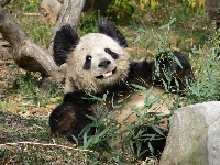 Panda, Miś, Bambus