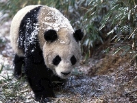 Panda, Miś, Śnieg
