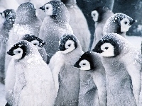 Młode, Pingwiny