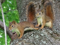 Wiewiórki, Młode, Drzewo