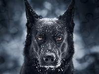 Mordka, Pies, Czarny owczarek niemiecki, Śnieg