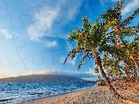 Morze, Wzg�rza, Hawaje, Wyspa Maui, Palmy