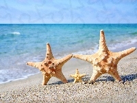Morze, Rozgwiazdy, Lato, Plaża, Muszle