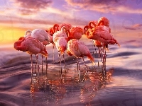 Morze, Flamingi, Wschód Słońca
