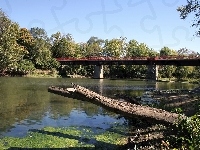 Rzeka, Most, Drzewa