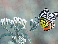 Motyl