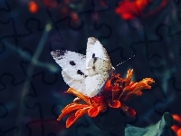 Bielinek, Motyl, Kwiatek
