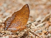 Motyl, Brązowy, Charaxes affinis
