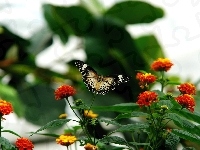 Kolorowe, Motyl, Kwiatki