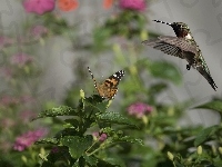 Motyl, Koliber, Roślina, Liście, Ptak