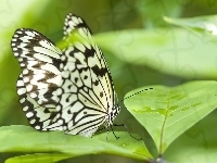 Motyl, Liście